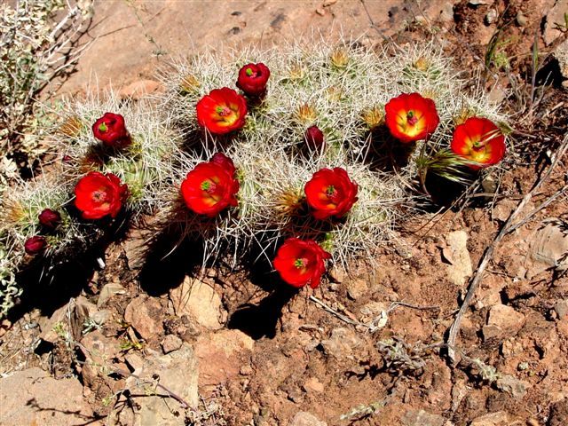 MoabFlowers (1062)